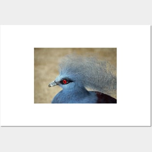 Common Crowned Pigeon Posters and Art